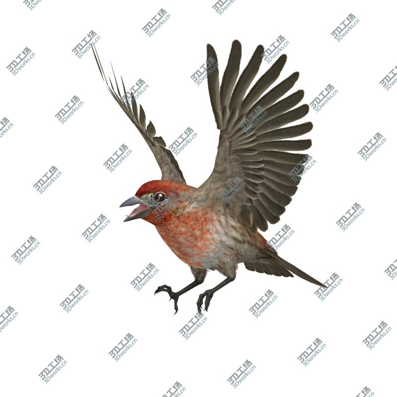 images/goods_img/202104092/Haemorhous Mexicanus 'House Finch'/4.jpg